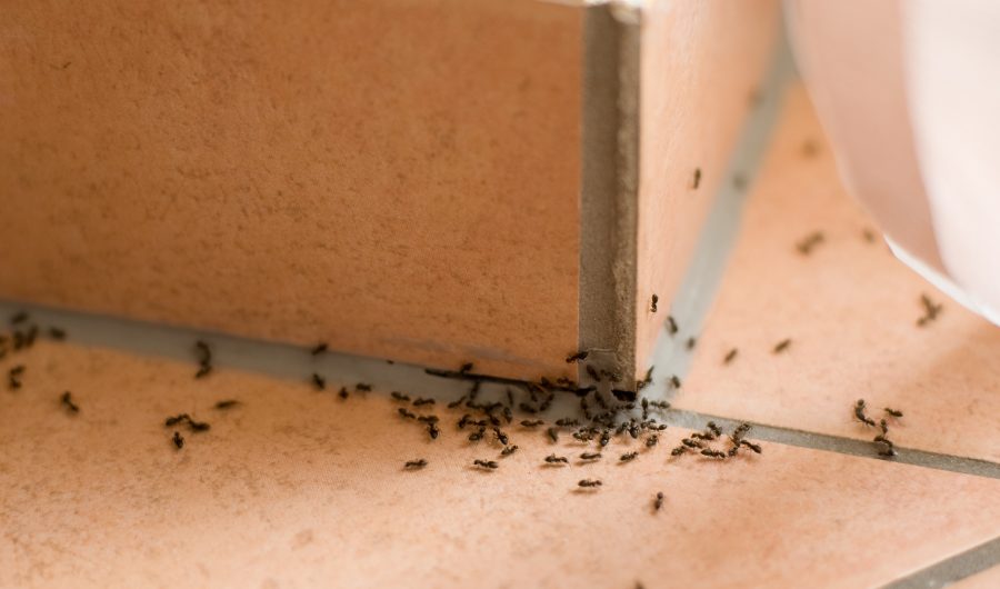 Plaga de hormigas dentro de casa