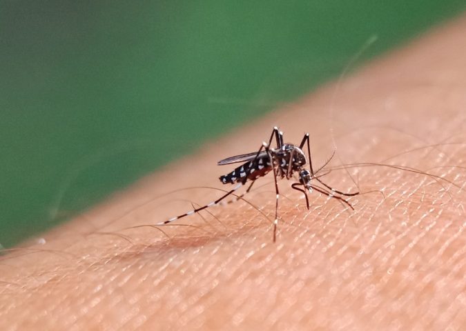 Disfruta de un verano sin mosquitos en Edimburgo