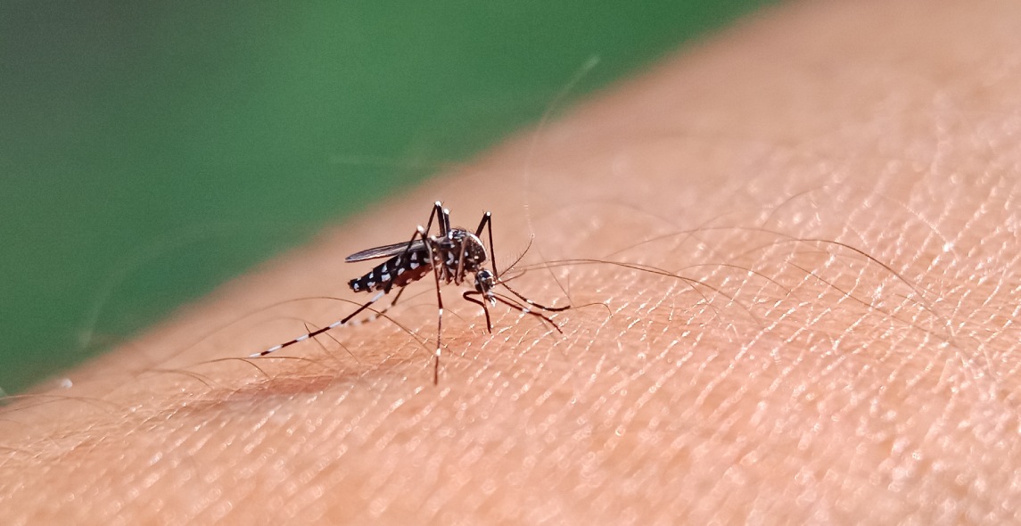 Disfruta de un verano sin mosquitos en Edimburgo