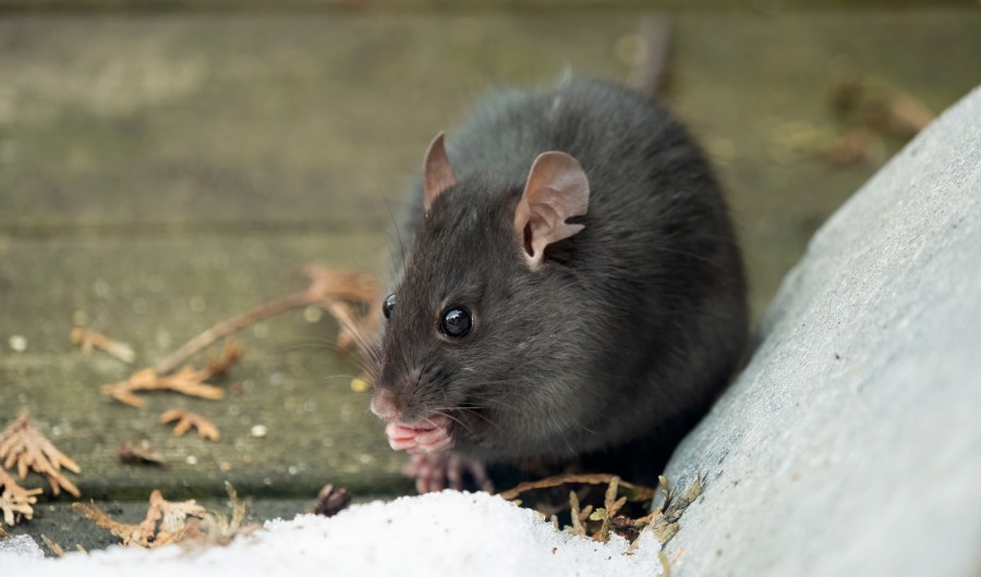 close-up of a wild black rat (Rattus rattus) outdoors on a wooden deck, in the snow